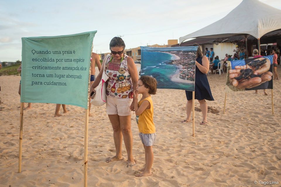 Litoral sul potiguar é berçário natural de tartarugas ameaçadas de extinção - Agora RN