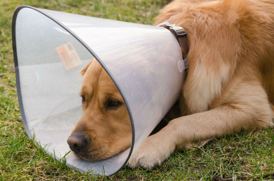 Cães são incapazes de transmitirem doença de chagas, assegura veterinário - Agora RN