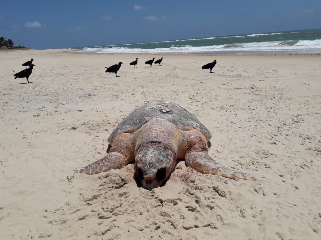 Cinco tartarugas são encontradas mortas em praias do RN hoje - Agora RN