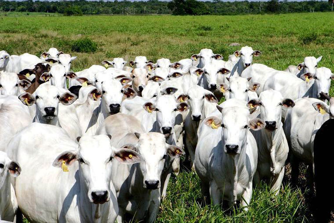 Sistema de notificação de doenças de animais começa nesta quarta - Agora RN