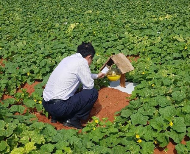 Resultado de imagem para Chineses visitam campos de produção de melão no RN