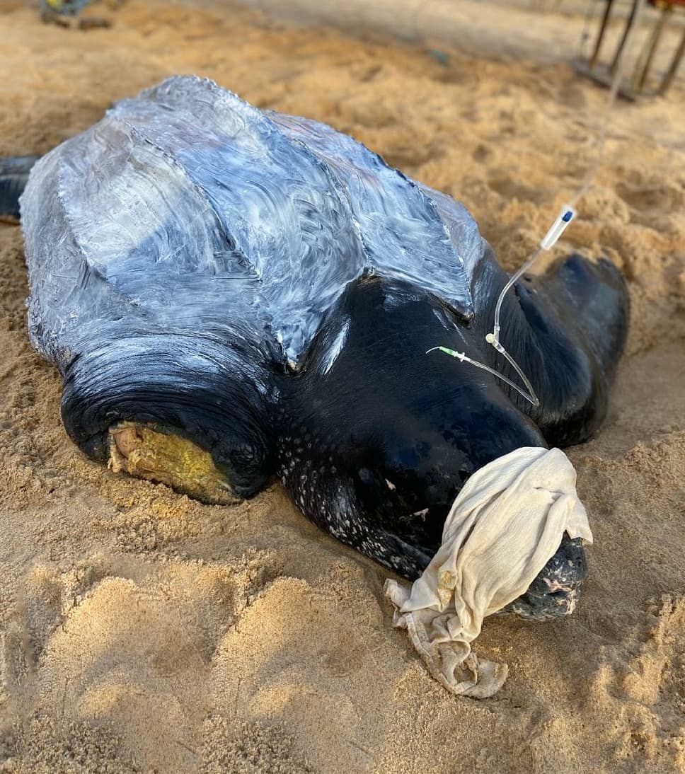 Tartaruga de 377 kg com nadadeira amputada é resgatada em Touros - Agora RN