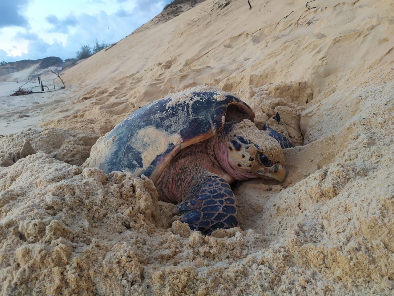 Litoral sul potiguar é berçário natural de tartarugas ameaçadas de extinção - Agora RN
