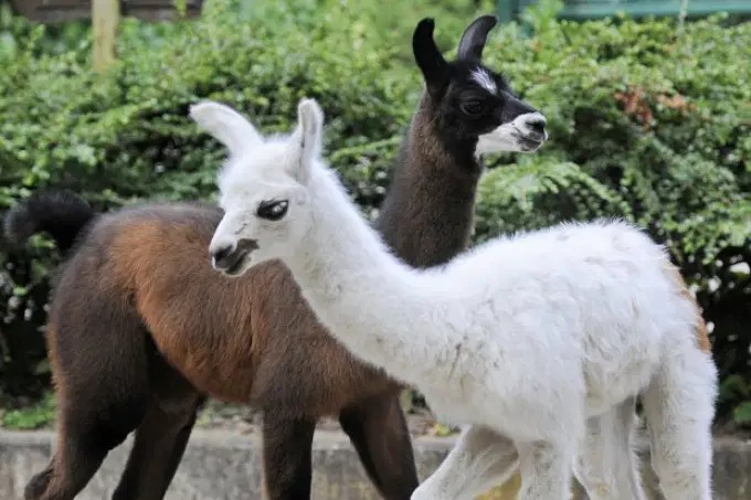 Rio fará pesquisas com lhamas para produção de soro contra Covid-19 - Agora RN