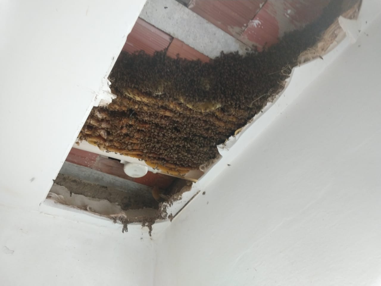 Abelhas fazem colmeia gigante em teto de casa no Seridó; VEJA FOTOS - Agora RN