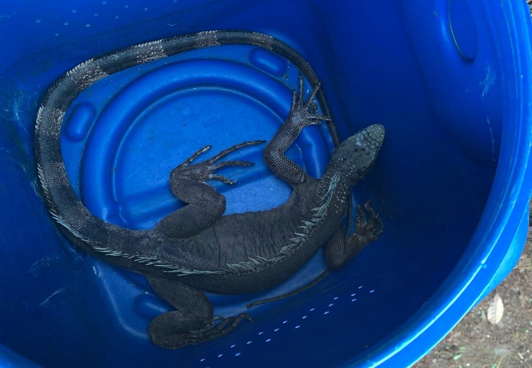 Guardas resgatam iguana em avenida na Zona Sul de Natal - Agora RN