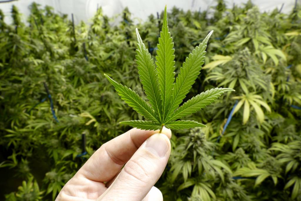 Extrato De Cannabis Sativa Pode Combater Prolifera o Do Aedes Aegypti extrato-de-cannabis-sativa-pode-combater-prolifera-o-do-aedes-aegypti