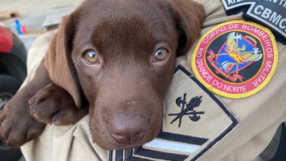 Fênix e Lia: cãezinhos são os novos integrantes do Corpo de Bombeiros do RN - Agora RN
