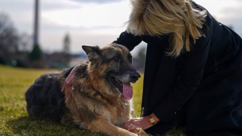 ‘todos os cachorros do presidente’: conheça champ, major e outros cães (e gatos) da casa branca