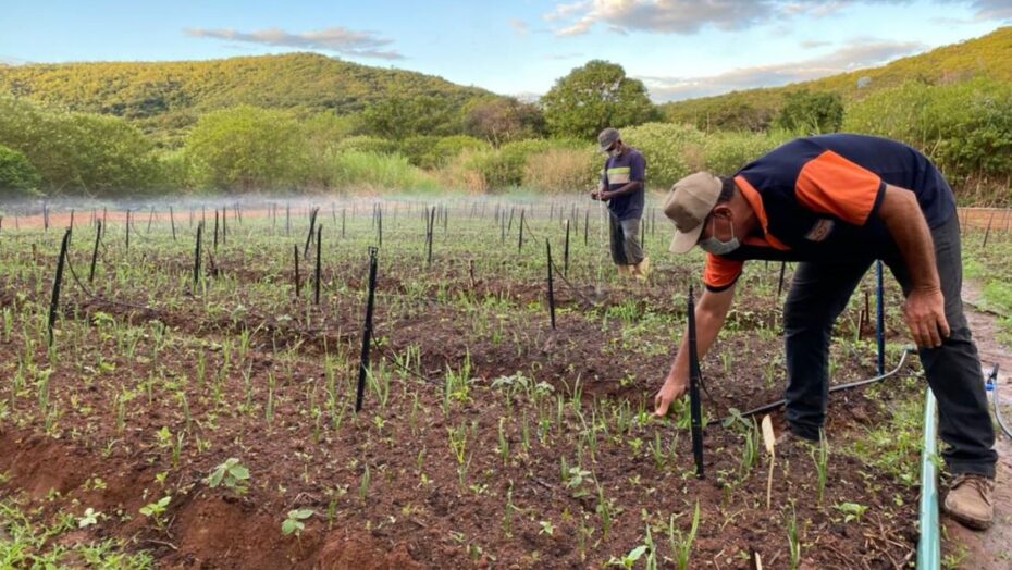 Produção de alhos nobres ganha impulso na região serrana do alto oeste potiguar