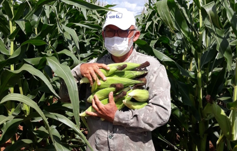 Produção de milho verde garante renda para a agricultura familiar no rn