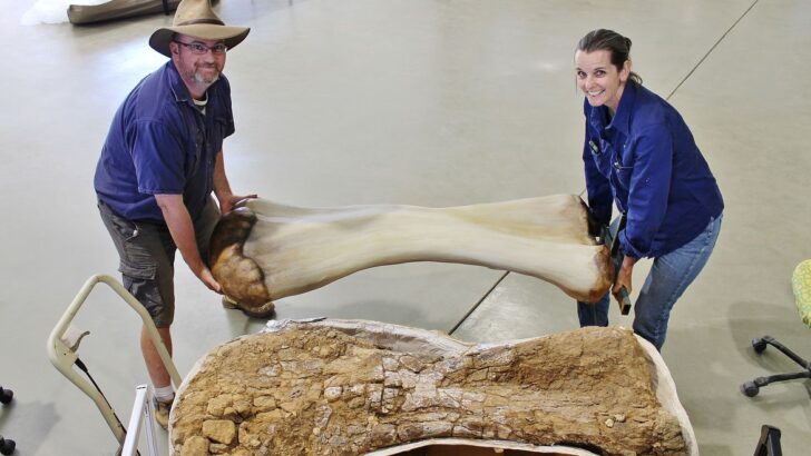 Dinossauro descoberto na austrália é identificado como nova espécie