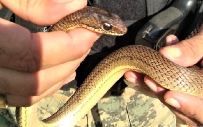 Cobra-corre-campo é encontrada por moradores do alecrim; serpente foi resgatada