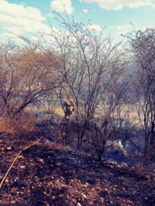 No Rio Grande do Norte, 101 ocorrências de incêndios florestais foram registrados na 1ª semana de setembro