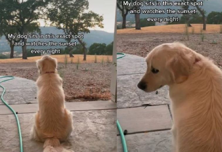 Cão que ama ver o pôr do sol fica famoso na inteRio Grande do Norteet