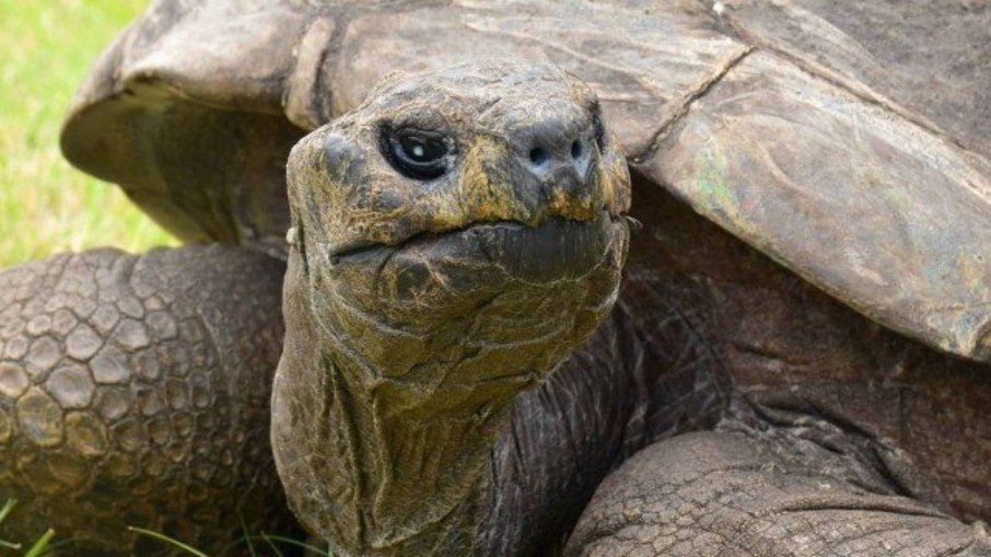 Animal terrestre mais velho do mundo é uma tartaruga de 189 anos chamada jonathan