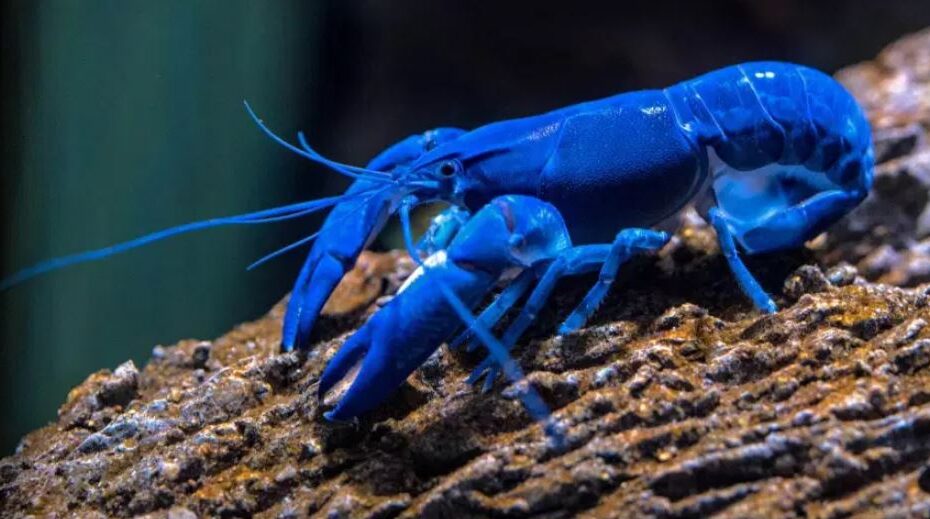 Homem pesca uma lagosta azul; chance é de uma em 2 milhões