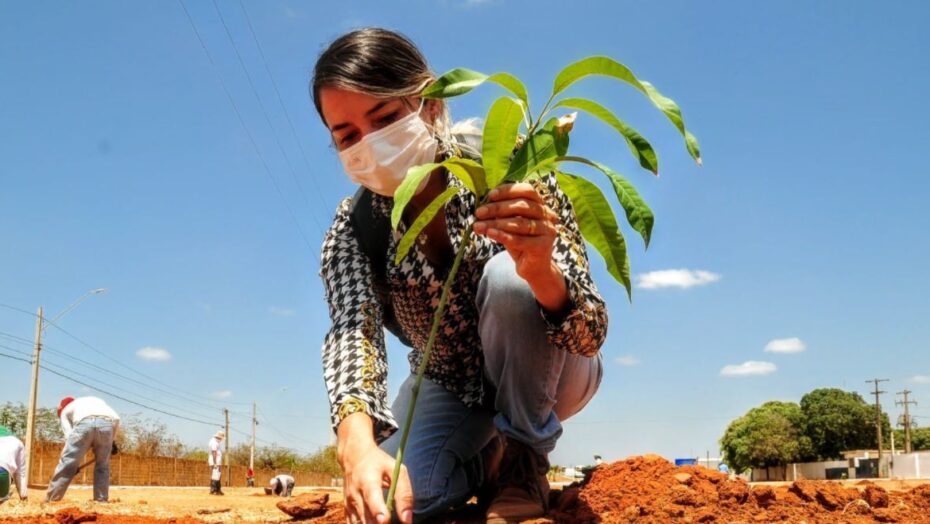 Projeto entrega 1,8 mil mudas para agricultores do rio grande do norte | notícias do rio grande do norte Mossoró: avenida centenária recebe 150 mudas no dia mundial da Árvore