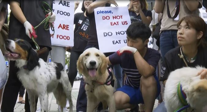 Consumo de caRio Grande do Nortee de cachorro pode ser vetado na coreia do sul