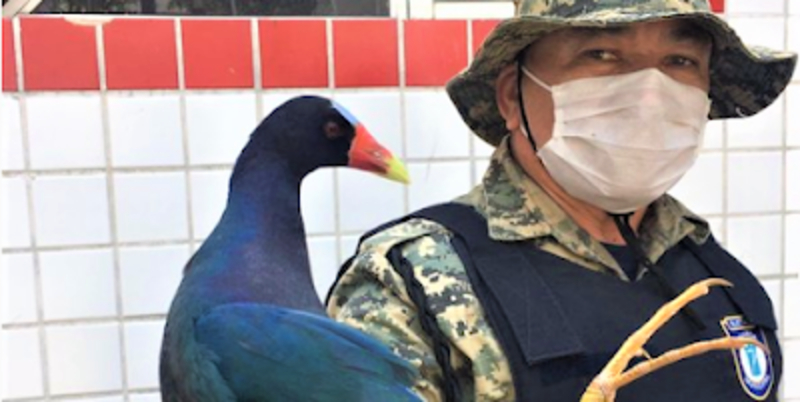 Frango-d’água-comum, serpente e filhote de pássaro são resgatados em Natal RN