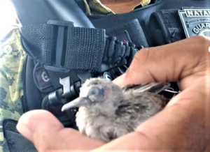 Frango-d’água-comum, serpente e filhote de pássaro são resgatados em Natal RN