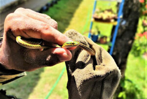 Frango-d’água-comum, serpente e filhote de pássaro são resgatados em Natal RN
