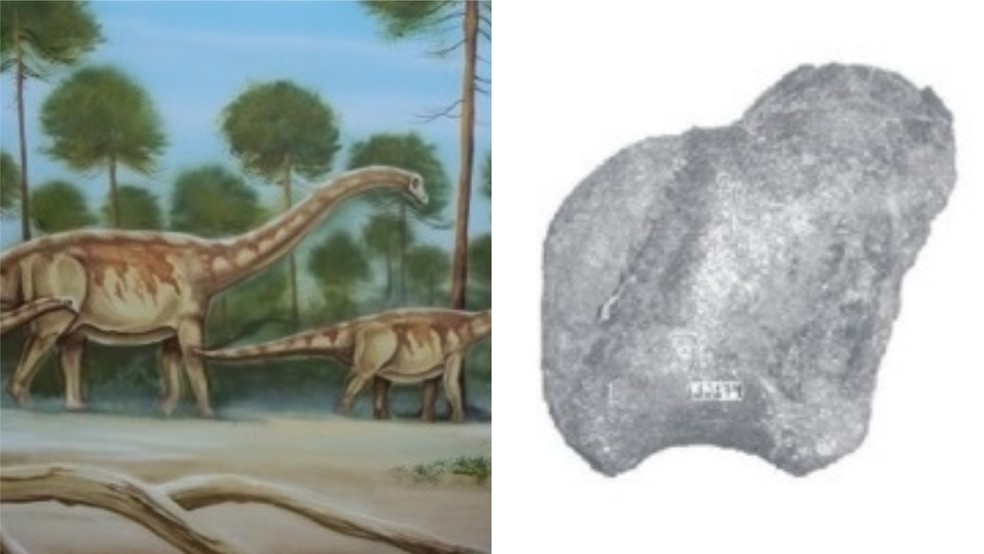 Fóssil de possível titanossauro é encontrado durante escavação de ferrovia no nordeste