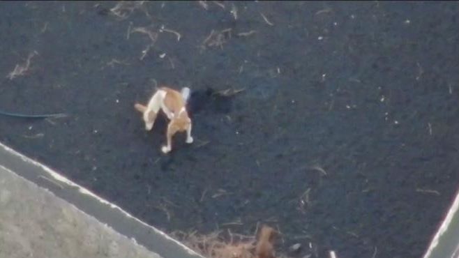 Operador de drone tentará resgatar cães abandonados do vulcão em la palma