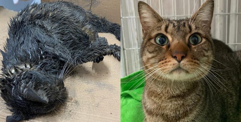 Gato é resgatado coberto de graxa e lama, com intoxicação e problema neurológico: ‘reviveu’