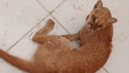 Puma concolor é encontrado com ferimentos por guardas municipais em mossoró