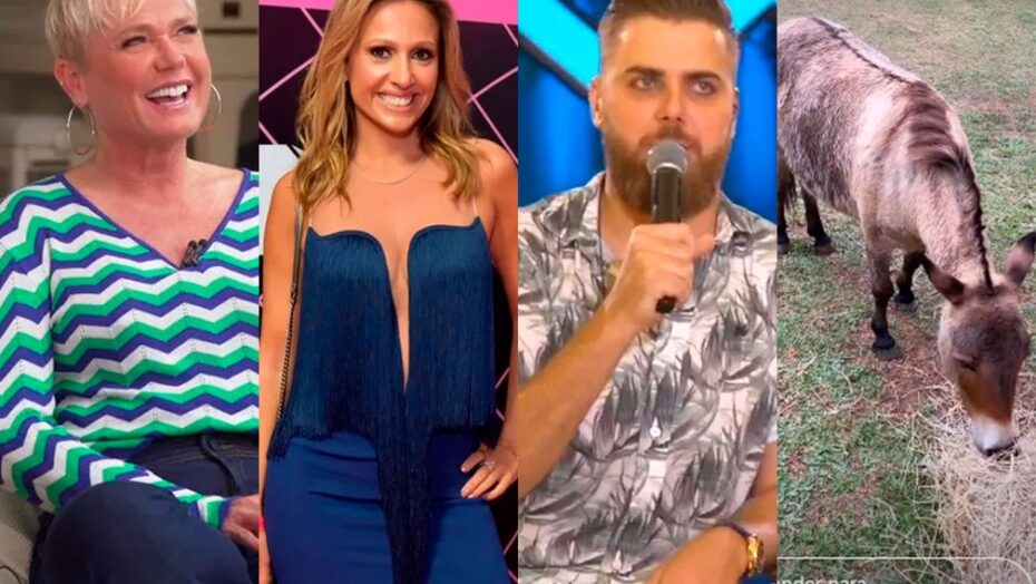 Entenda a polêmica envolvendo xuxa, luisa mell, zé neto e um burro