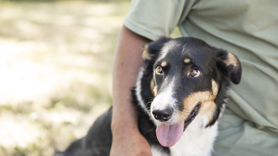 Ong do rn afirma que golpes são o grande vilão da adoção de pets