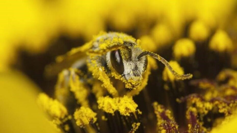 De onde vem o que eu como: extinção das abelhas pode definir o futuro da alimentação | notícias do rio grande do norte De onde vem o que eu como: extinção das abelhas pode definir o futuro da alimentação