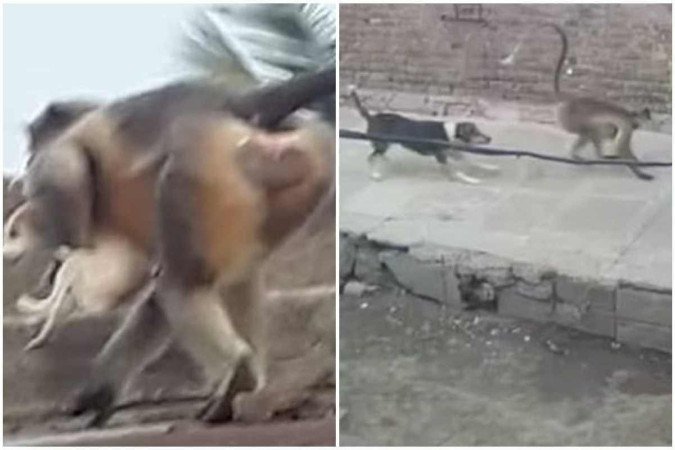 Virou guerra: Cachorro mata macaco, primatas "se vingam" e arremessam 250 cães de prédio - Agora RN