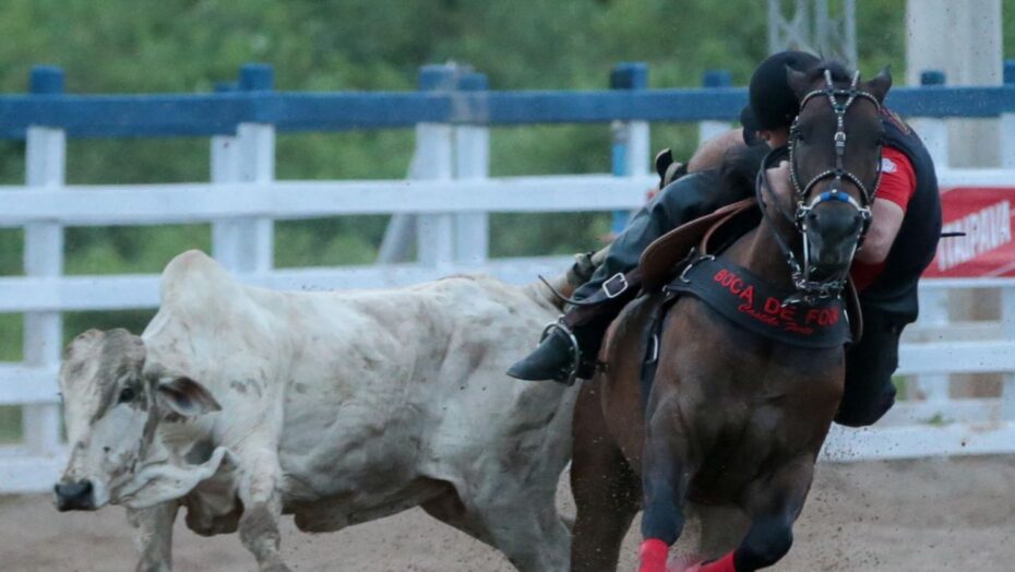 Copa nordeste de vaquejada acontece neste fim de semana e reúne criadores de quarto de milha