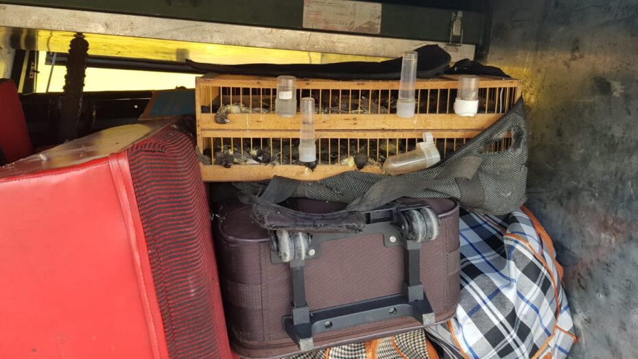 Idoso que transportava 272 aves silvestres ilegalmente de Goiás para o RN é detido pela PRF