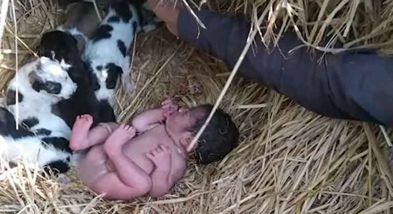 Bebê recé-nascida é abandonada e sobrevive em meio a ninhada de cães - Agora RN
