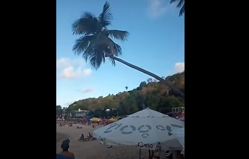 V&Iacute;deo: &ldquo;coqueiro torto&rdquo; na praia de pipa quebra e homem cai