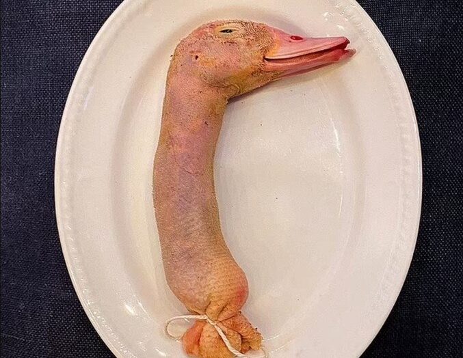 Restaurante serve pescoço de pato recheado com cabeça do animal e causa polêmica