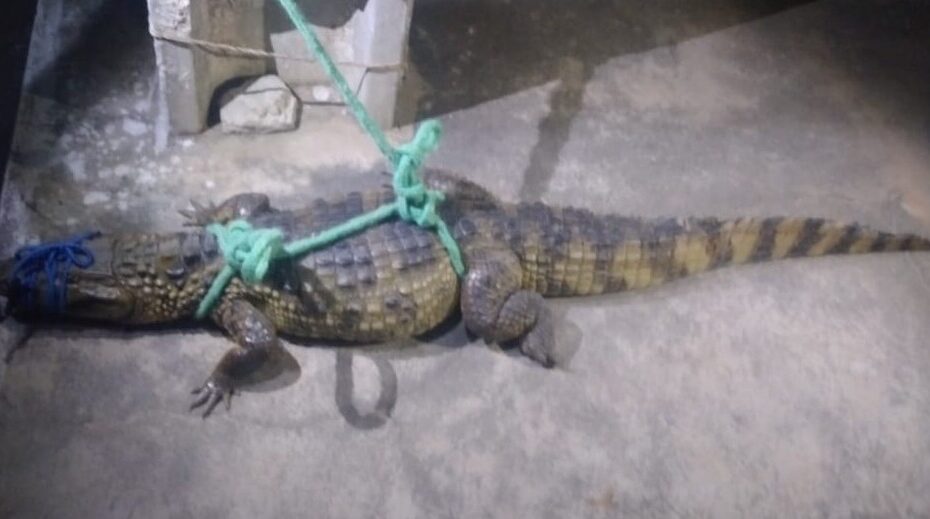 VÍDEO: Jacaré de mais de um metro de comprimento é resgatado pela polícia no interior do RN - Agora RN