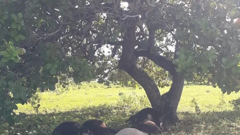 Vacas avaliadas em R$ 14 mil são mortas por raio no interior do RN