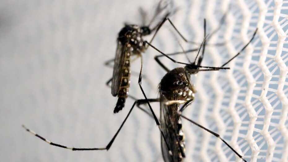 Casos de dengue em todo o país aumentam 95% em relação a 2021 | notícias do rio grande do norte Casos de dengue em todo o país aumentam 95% em relação a 2021 - Agora RN
