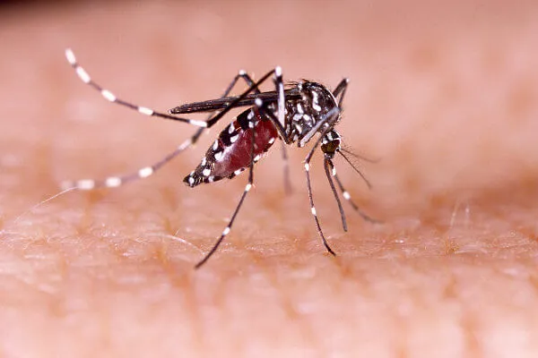 Dengue hemorrágica e alimentação: o posso e não posso comer? - Agora RN