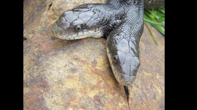 Cobra rara de duas cabeças vive há 17 anos em zoológico - Agora RN