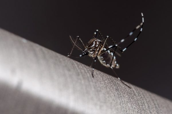 Saiba quais são os testes e exames para o diagnóstico de dengue - Agora RN