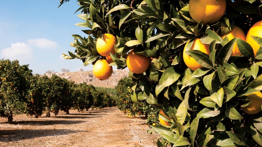Produção de fruticultura no RN pode ser prejudicada por causa das chuvas e do aumento de custos, segundo associação