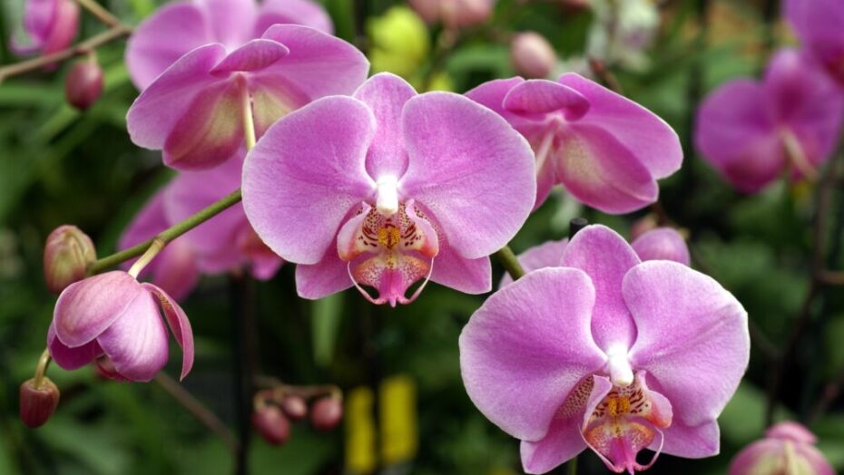 Exposição gratuita de orquídeas continua neste fim de semana em Natal - Agora RN