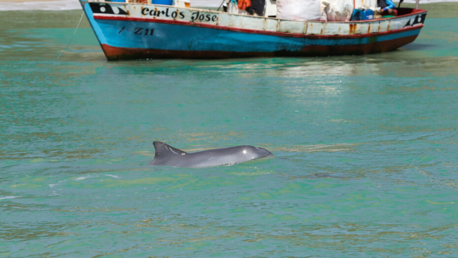 Baía dos golfinhos, na praia da pipa, é eleita uma das 10 praias mais bonitas da américa do sul | notícias do rio grande do norte 69612081202032023 Imagens Preserve Pipa 2021 Para Insta 16