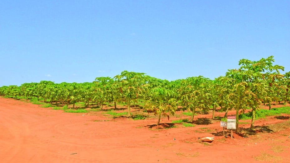 Plantacao de mamao Famosa sab
