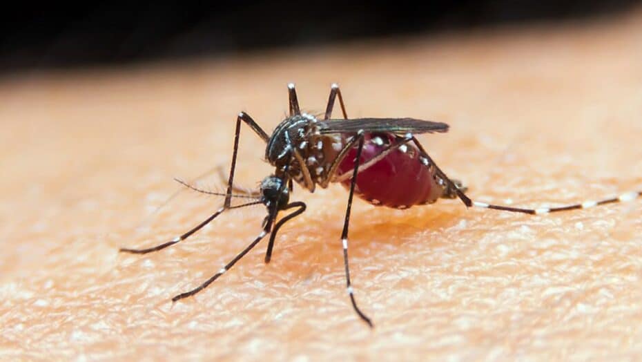 malaria mosquito anopheles260420212826